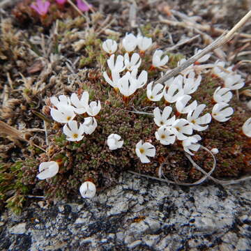 Douglasia gormanii Constance resmi