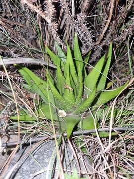 Image de Haworthia kingiana Poelln.