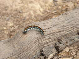 Plancia ëd Malacosoma constricta Edwards 1874