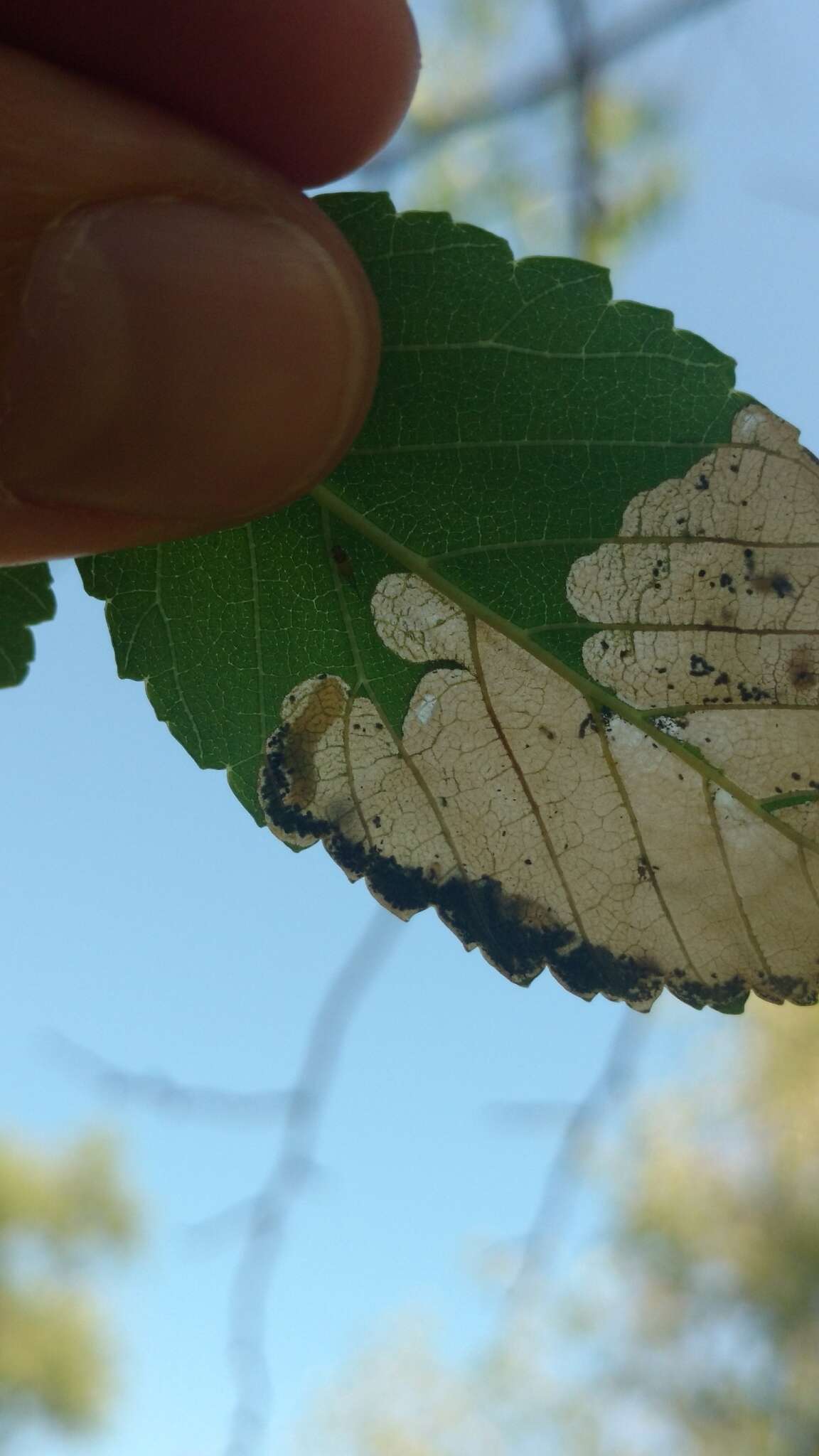 Image of Elm leafminer