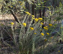 Image of Chrysocephalum semipapposum (Labill.) Steetz