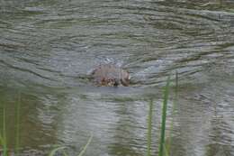 Image of Ondatra zibethicus zibethicus