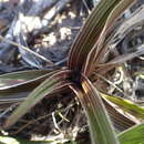 Image of Hypoxis setosa Baker