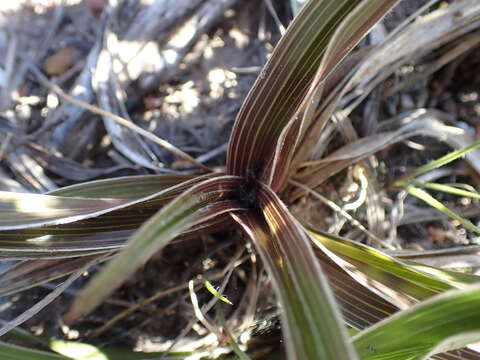 Image of Hypoxis setosa Baker