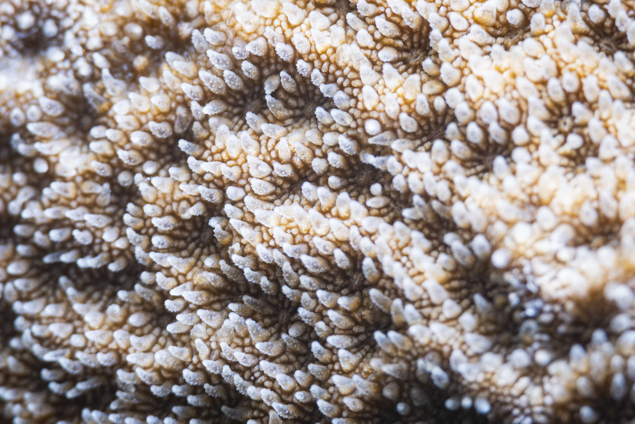 Image of Encrusting Sandpaper Coral