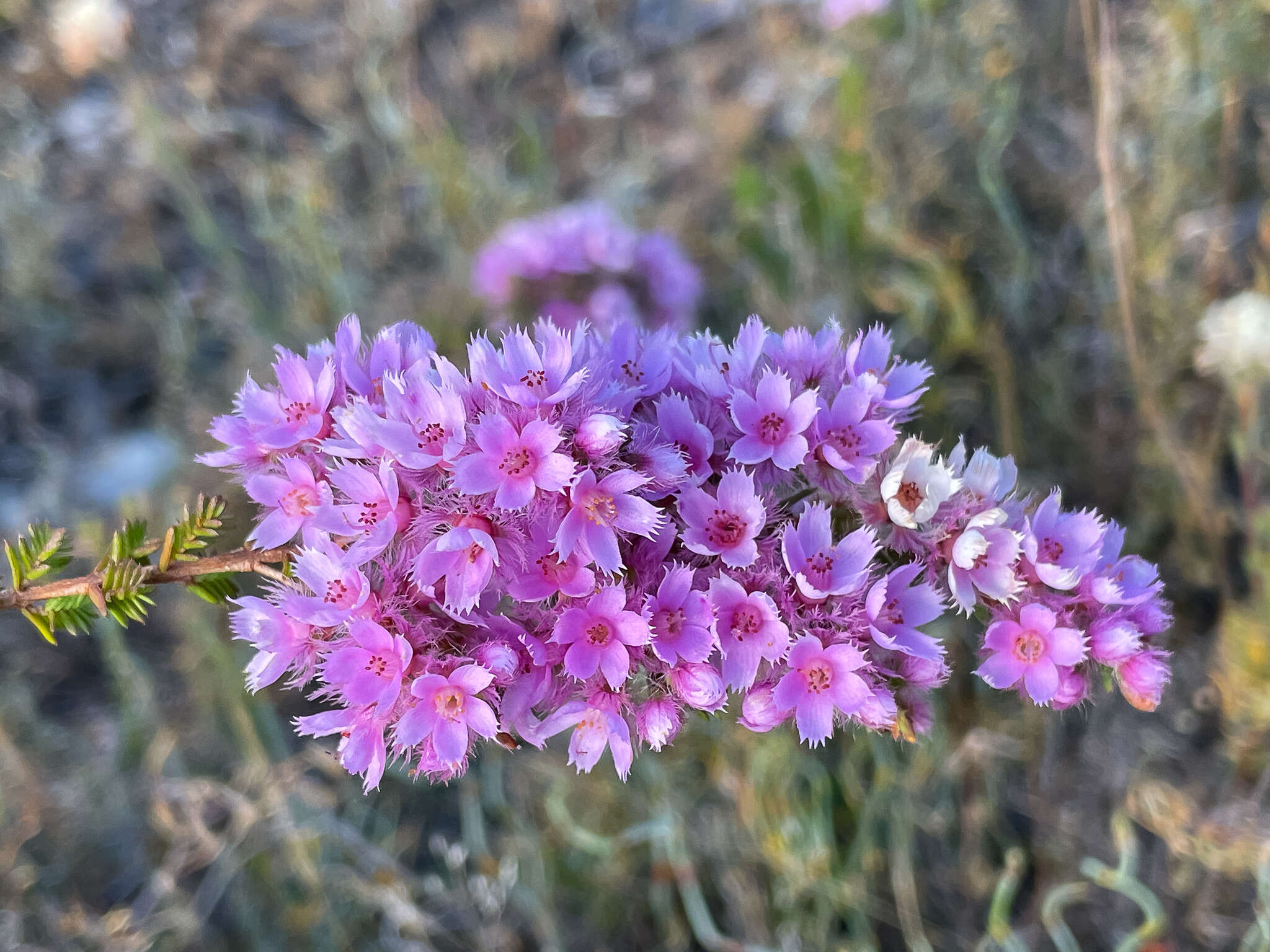 Image of Verticordia pennigera Endl.