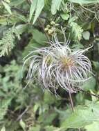 Image of hermitgold clematis