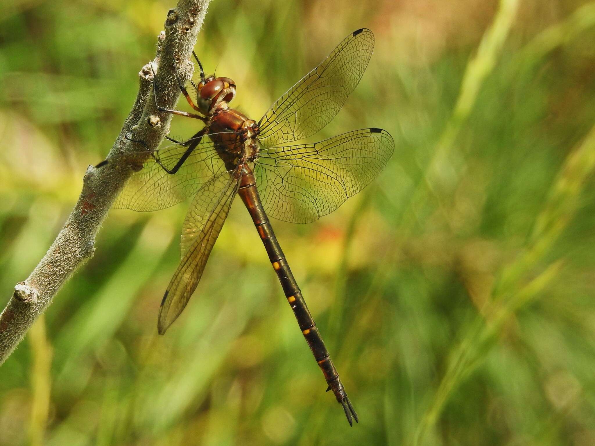 Image of Mocha Emerald