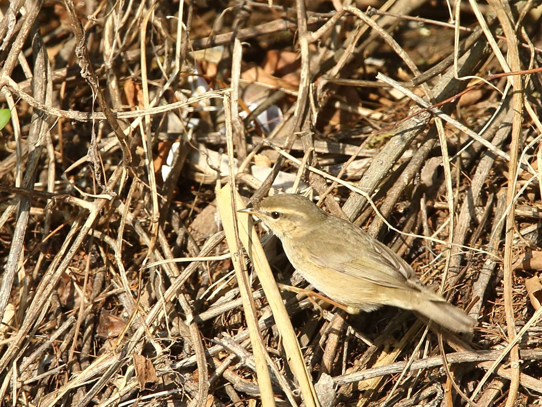 Image de Pouillot brun