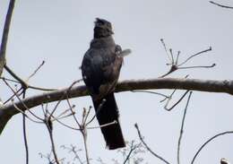 Image de Trogon citrin