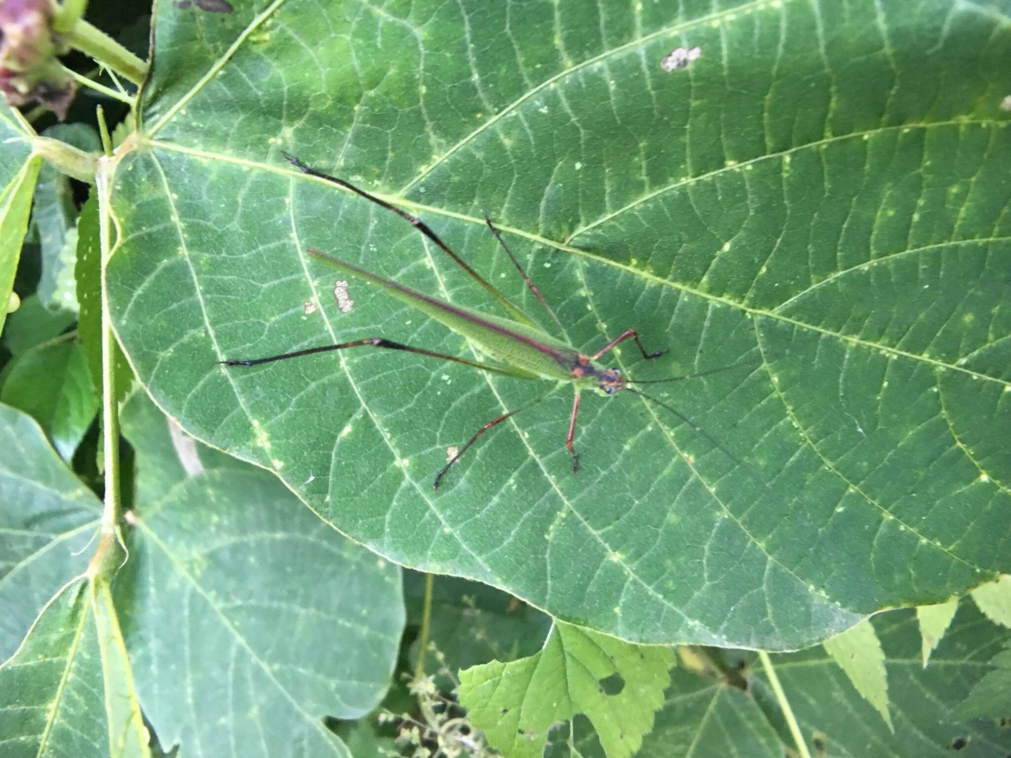 Sivun Phaneroptera (Phaneroptera) nigroantennata Brunner von Wattenwyl 1878 kuva