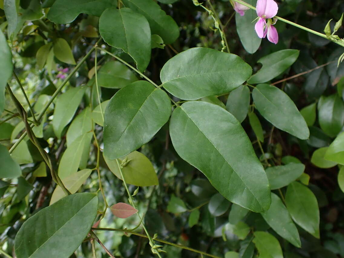 Image of Galactia tenuiflora (Willd.) Wight & Arn.