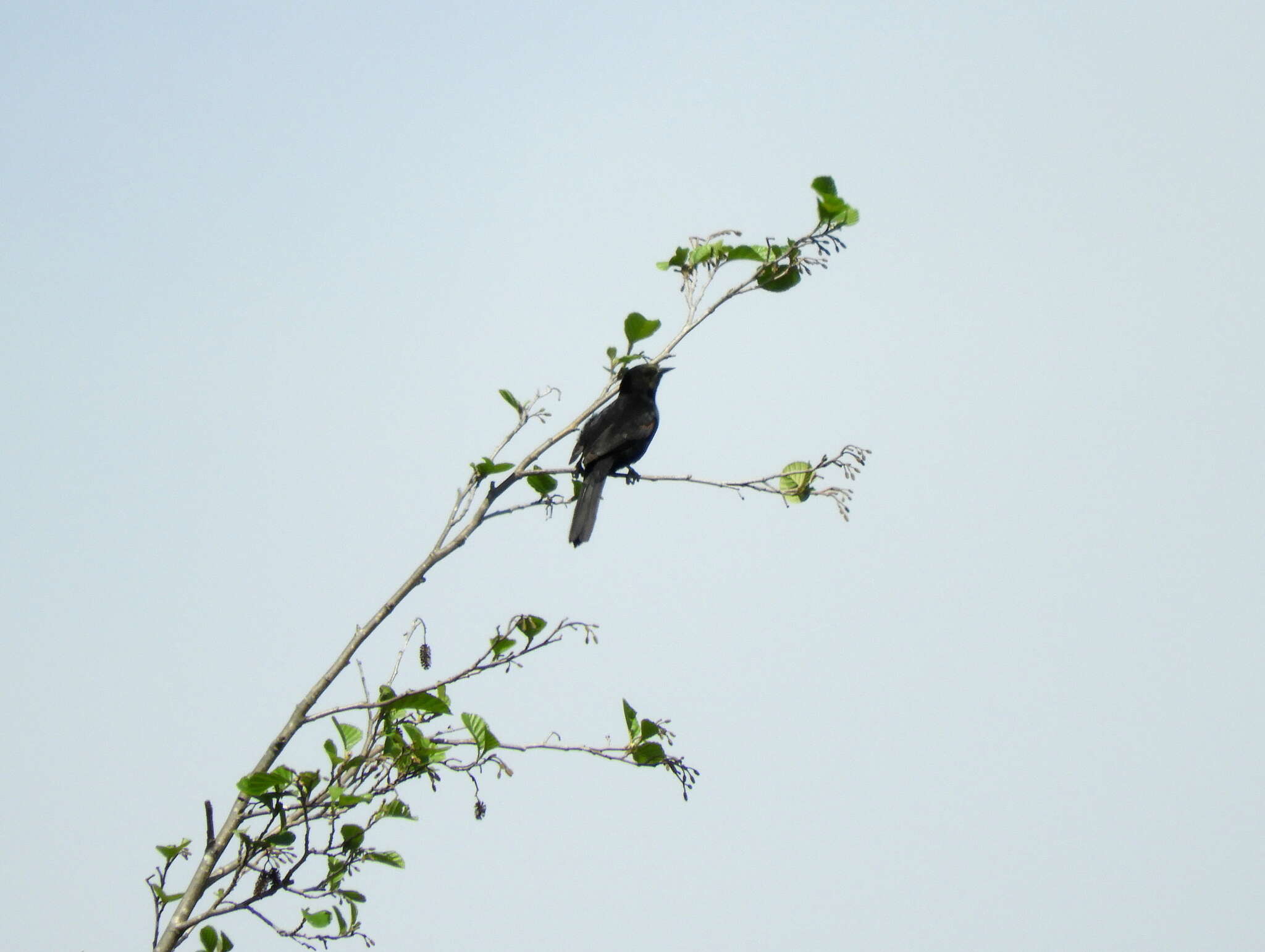 Image of Variable Oriole