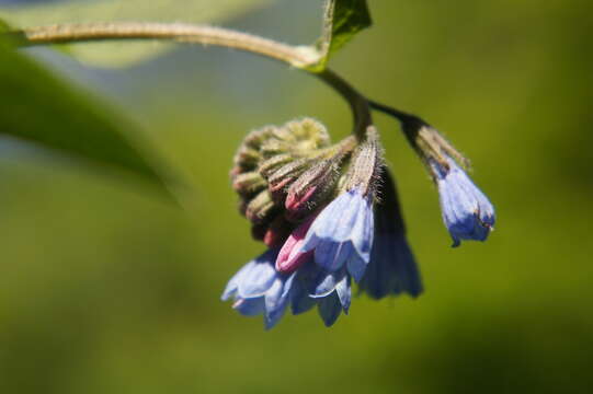 Image of prickly comfrey