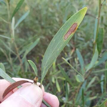 Imagem de Daviesia mimosoides R. Br.