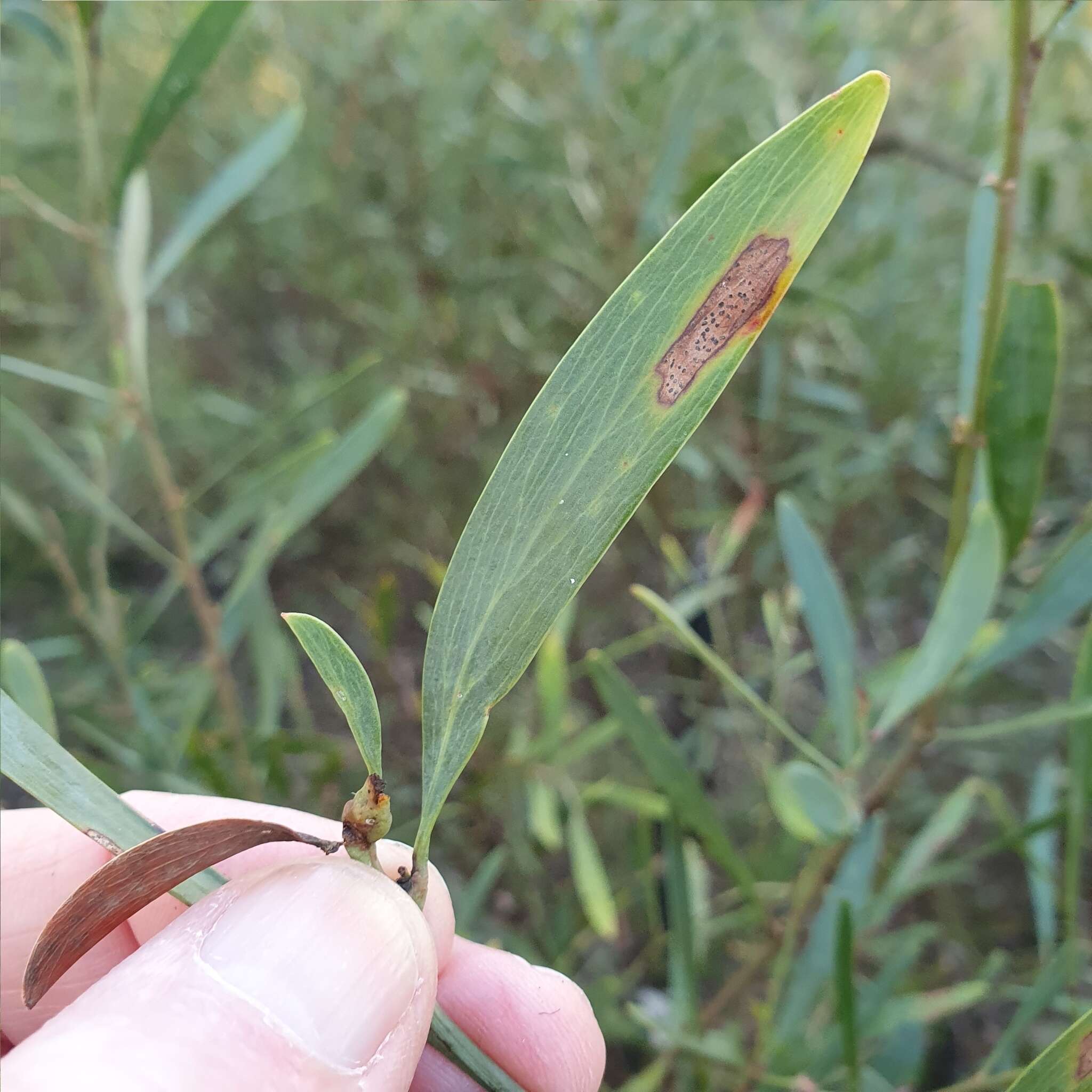 Слика од Daviesia mimosoides R. Br.