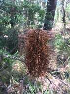 Imagem de Banksia spinulosa Sm.