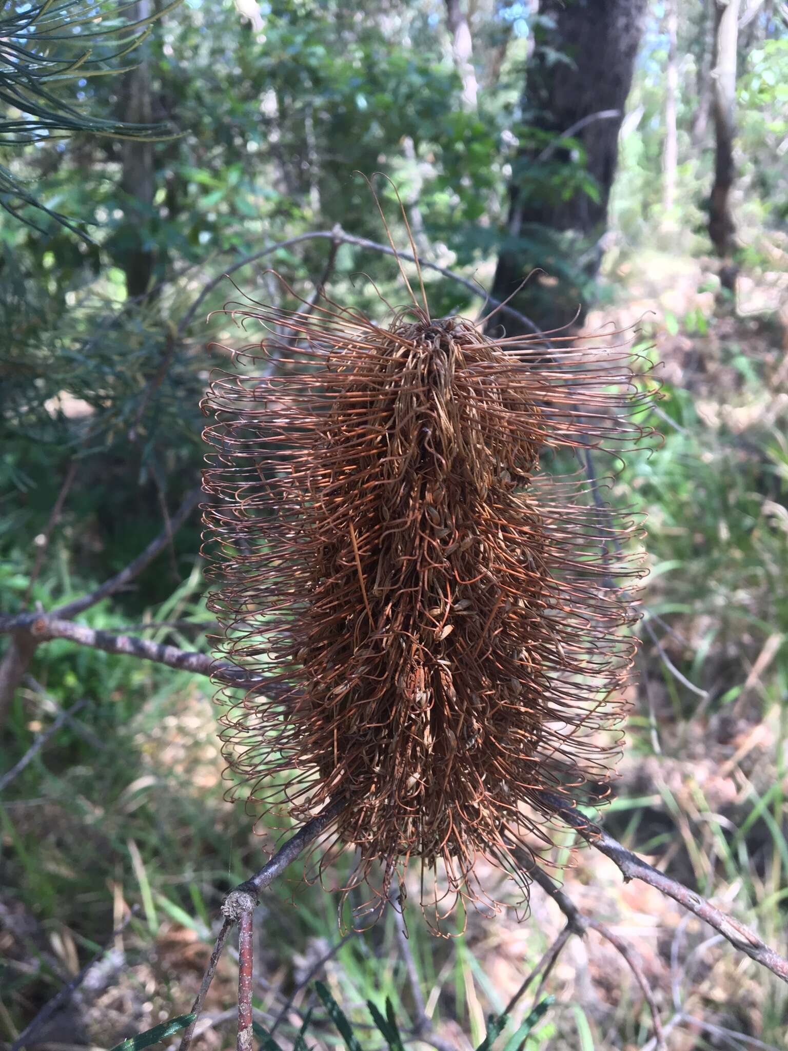 Image of hairpin banksia