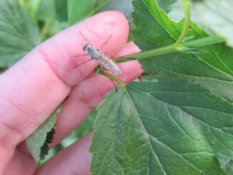 Image of Stiletto fly