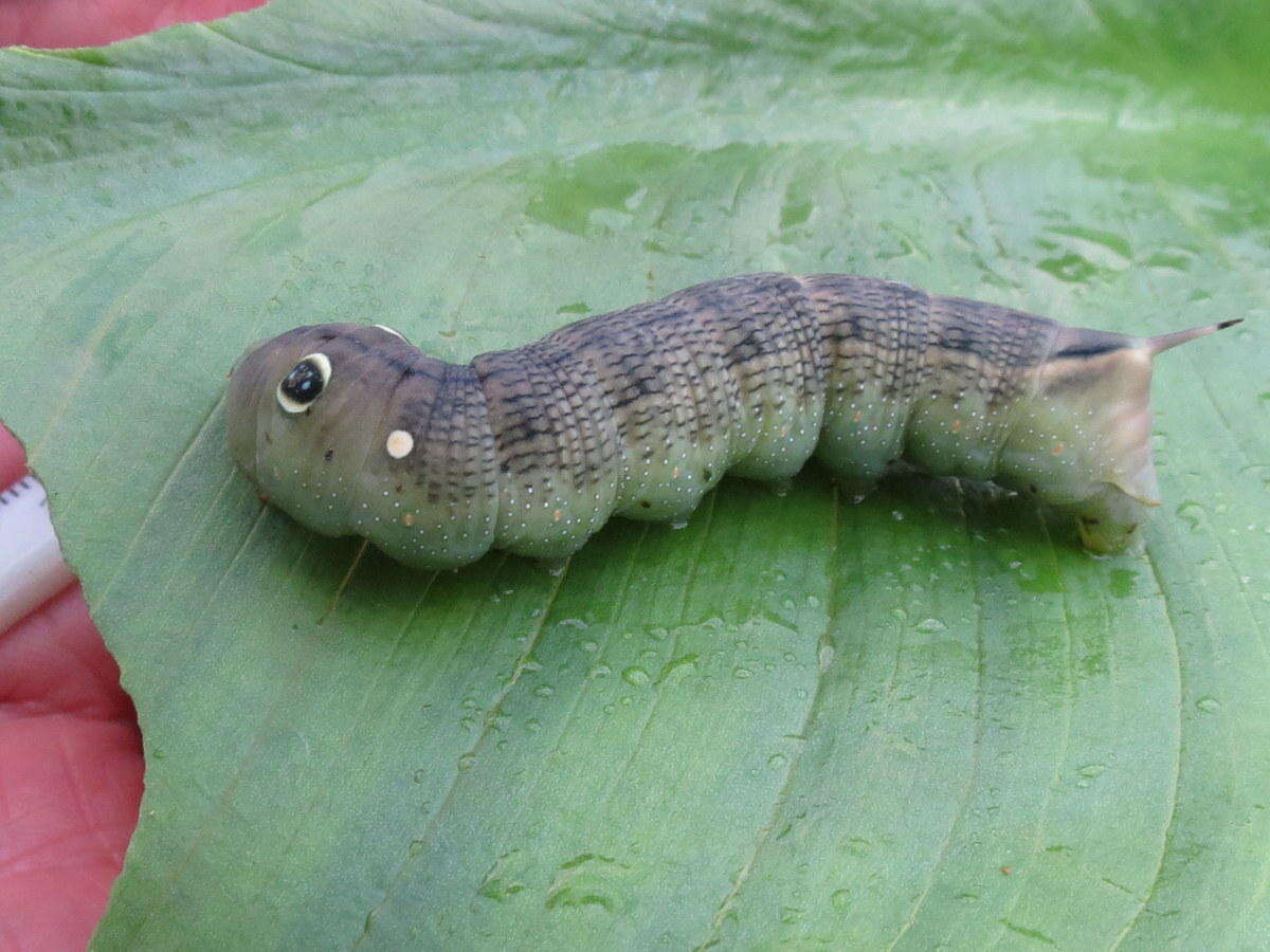 Image of Vine Hawk-Moth