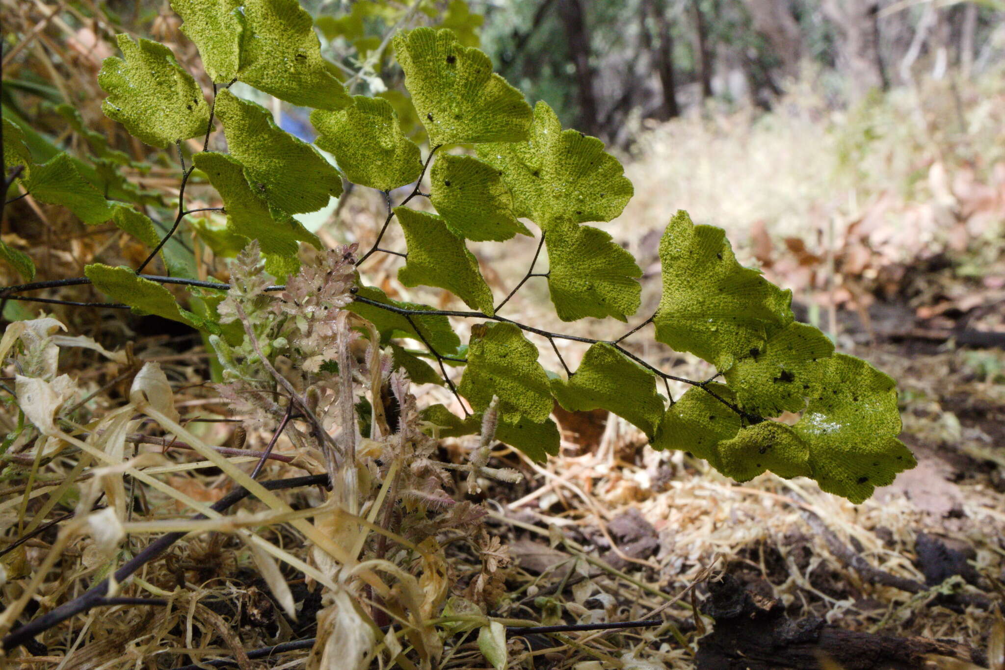 Image of Adiantum chilense var. sulphureum (Kaulf.) Giudice