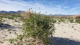 Sivun Encelia frutescens var. frutescens kuva