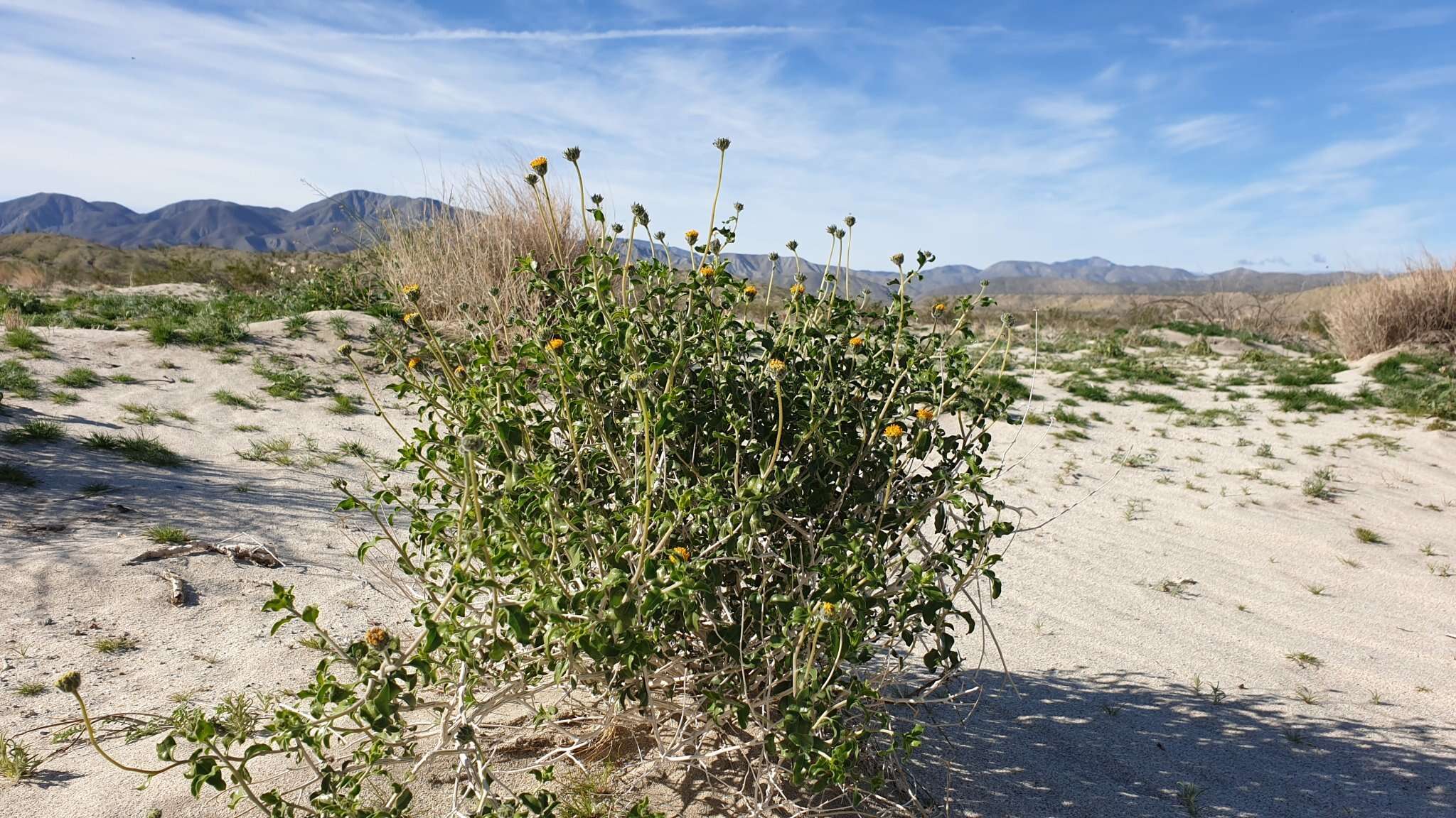 Image of Encelia frutescens var. frutescens