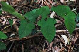 Plancia ëd Rubus moluccanus L.