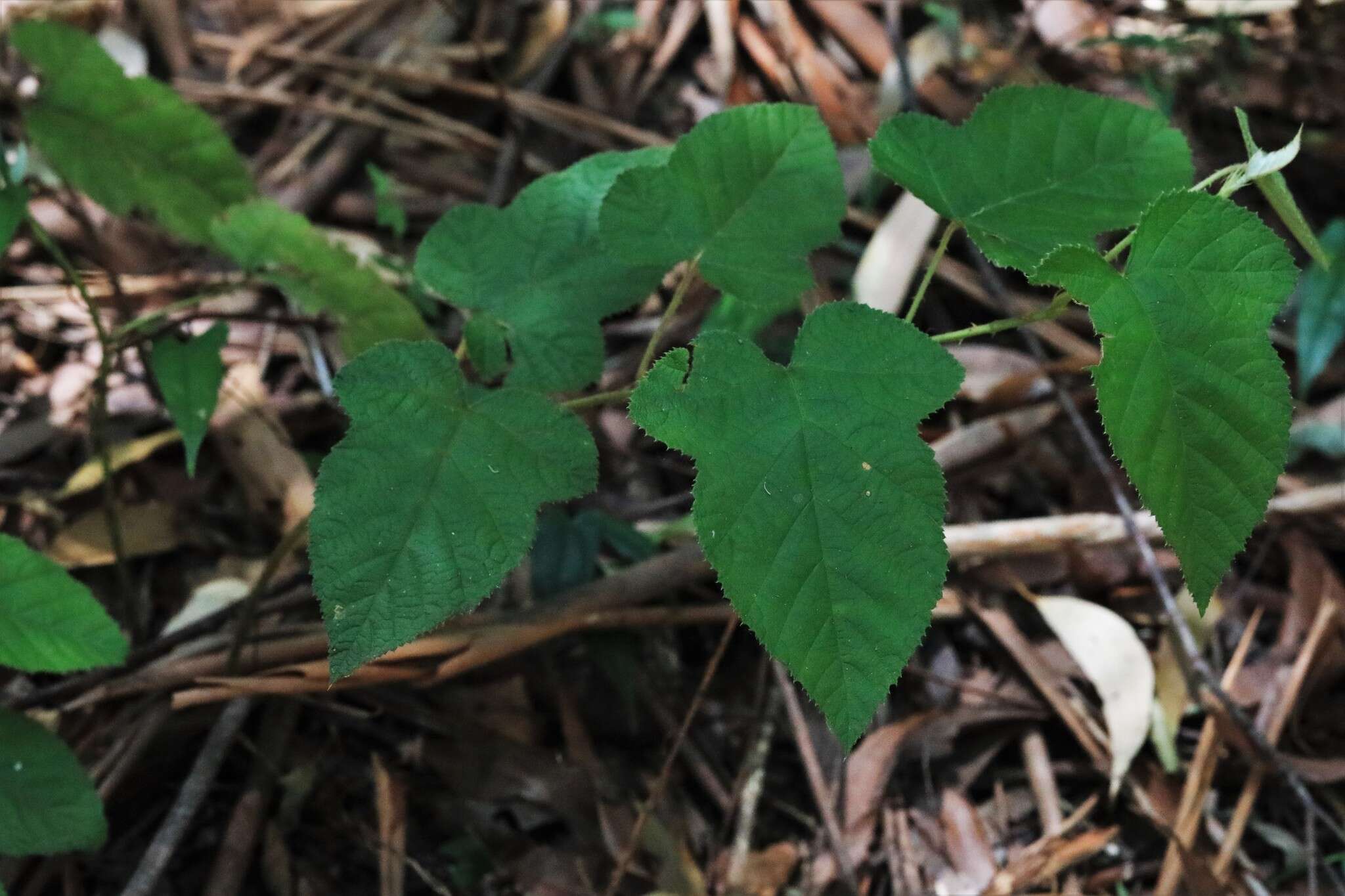 صورة Rubus moluccanus L.