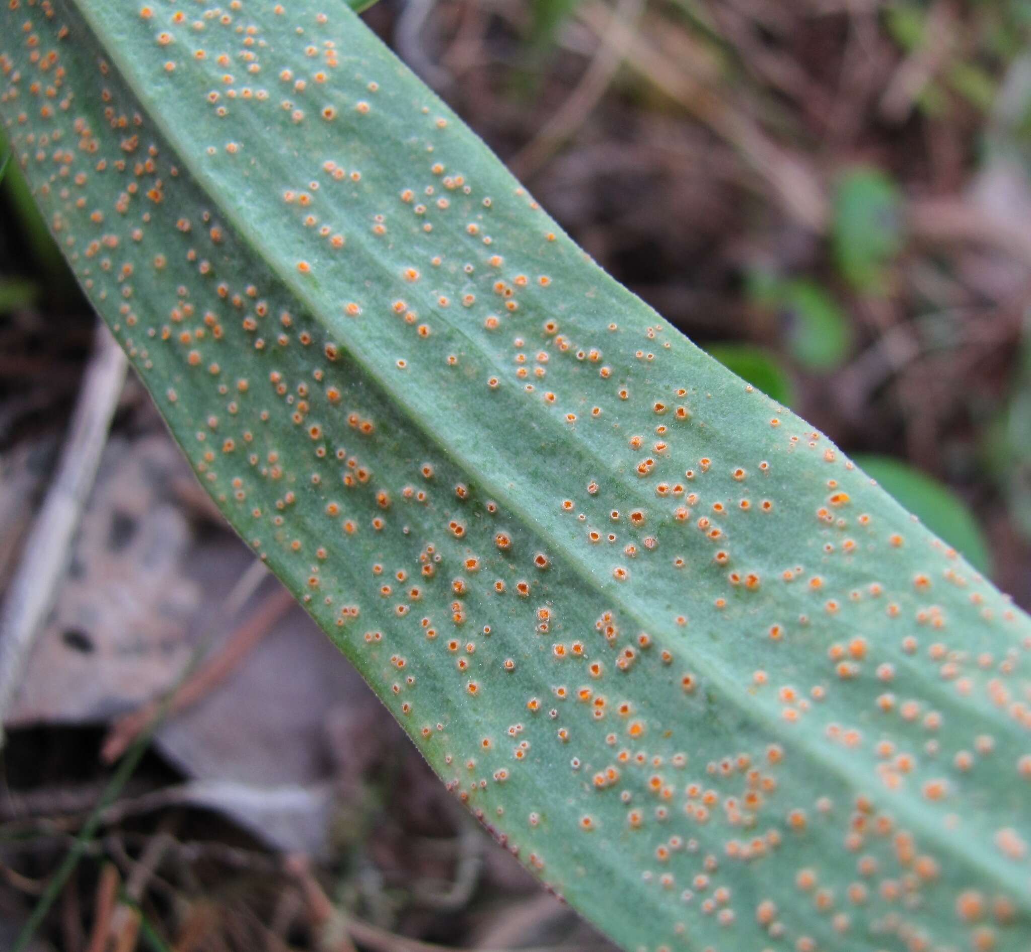 Image of Puccinia scorzonerae (Schumach.) Juel 1896