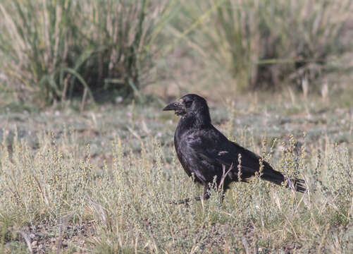 Image of Corvus frugilegus pastinator Gould 1845