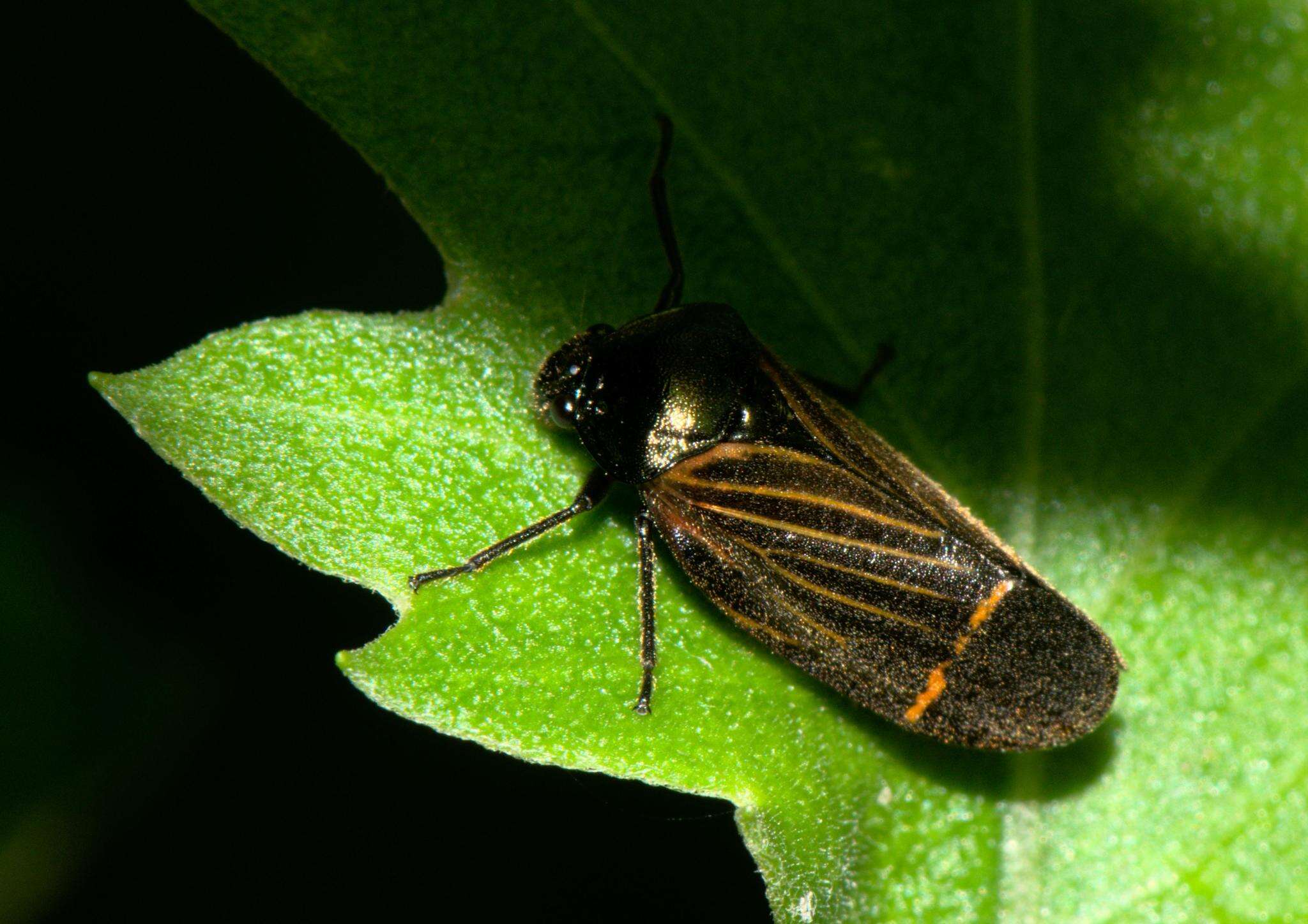 Image of Cosmoscarta elegantula Butler 1874