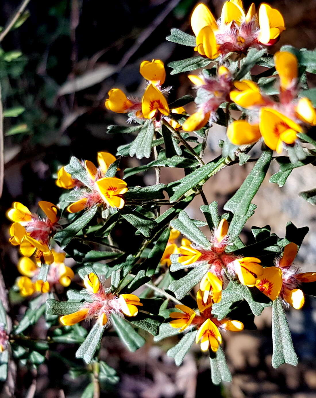 Image of Pultenaea linophylla Schrad. & Wendl.