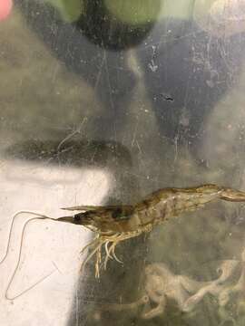 Image of yellow-leg shrimp