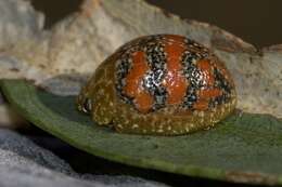 Imagem de <i>Paropsis obsoleta</i>