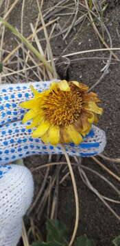 Image of Grindelia coronensis Adr. Bartoli & Tortosa