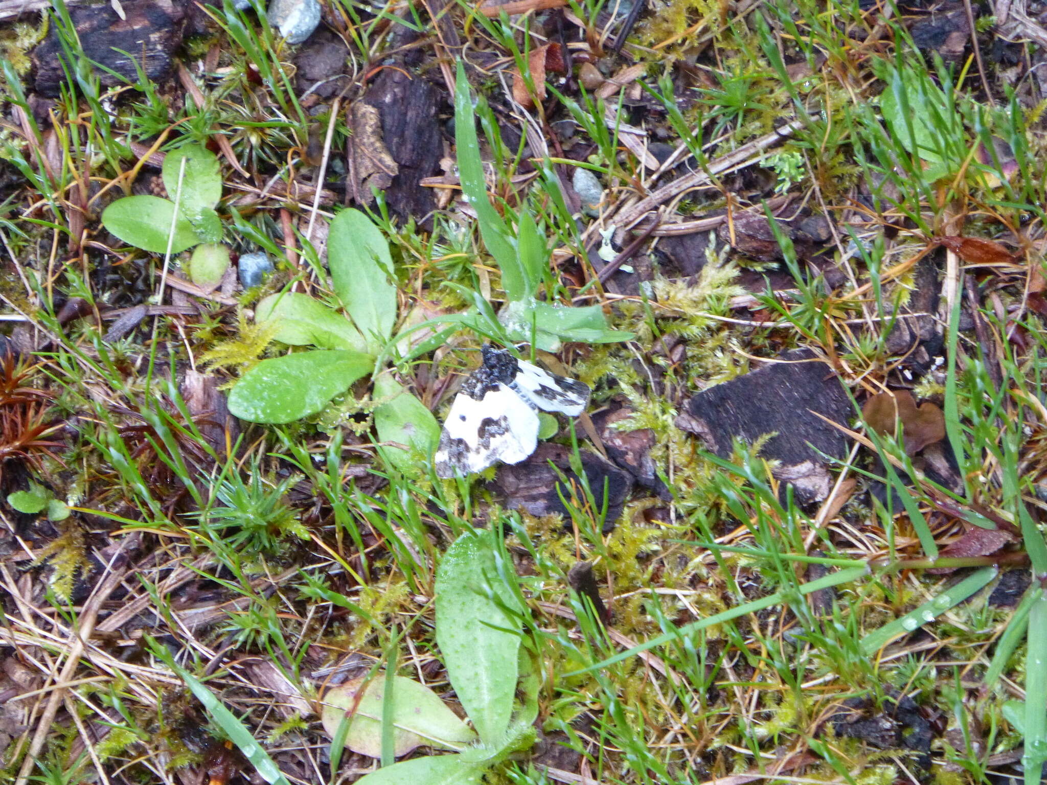 Image of Western White-Ribboned Carpet