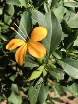 صورة Barleria prionitis subsp. delagoensis (Obermeyer) R. K. Brummitt & J. R. I. Wood