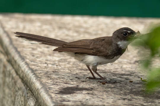 Image of Malaysian Pied Fantail