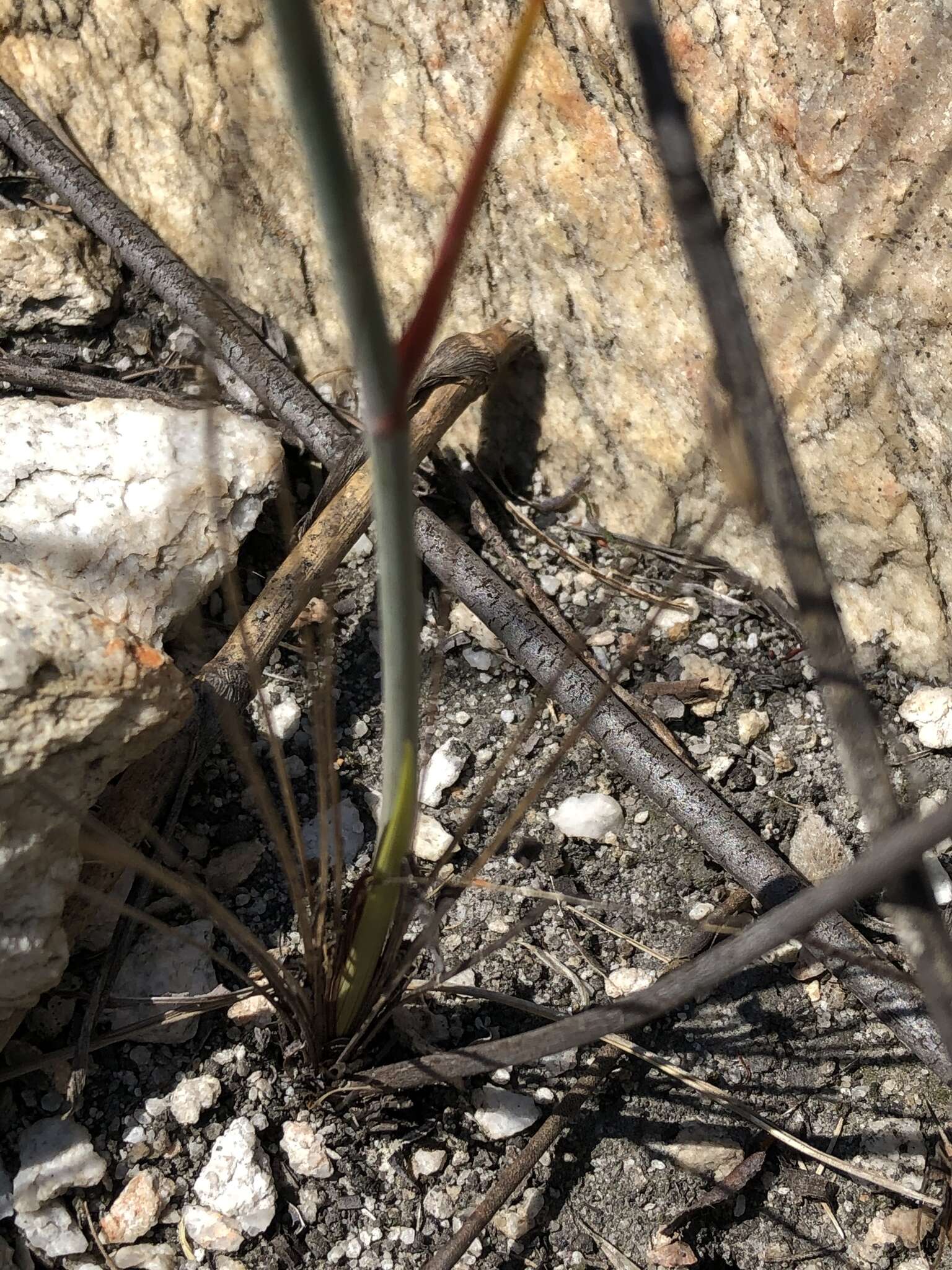 Image de Tritoniopsis revoluta (Burm. fil.) Goldblatt