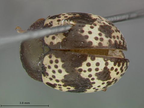 Image of <i>Leucocera spilota</i> Blake