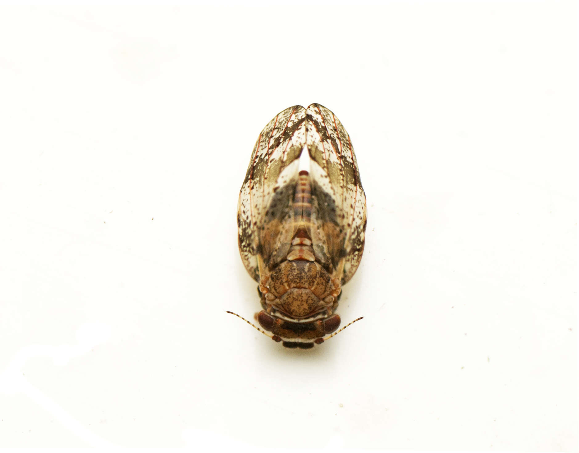 Dasypsylla brunnea Froggatt 1900 resmi