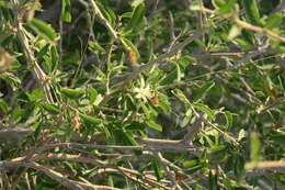 Image of Small-leaved white raisin