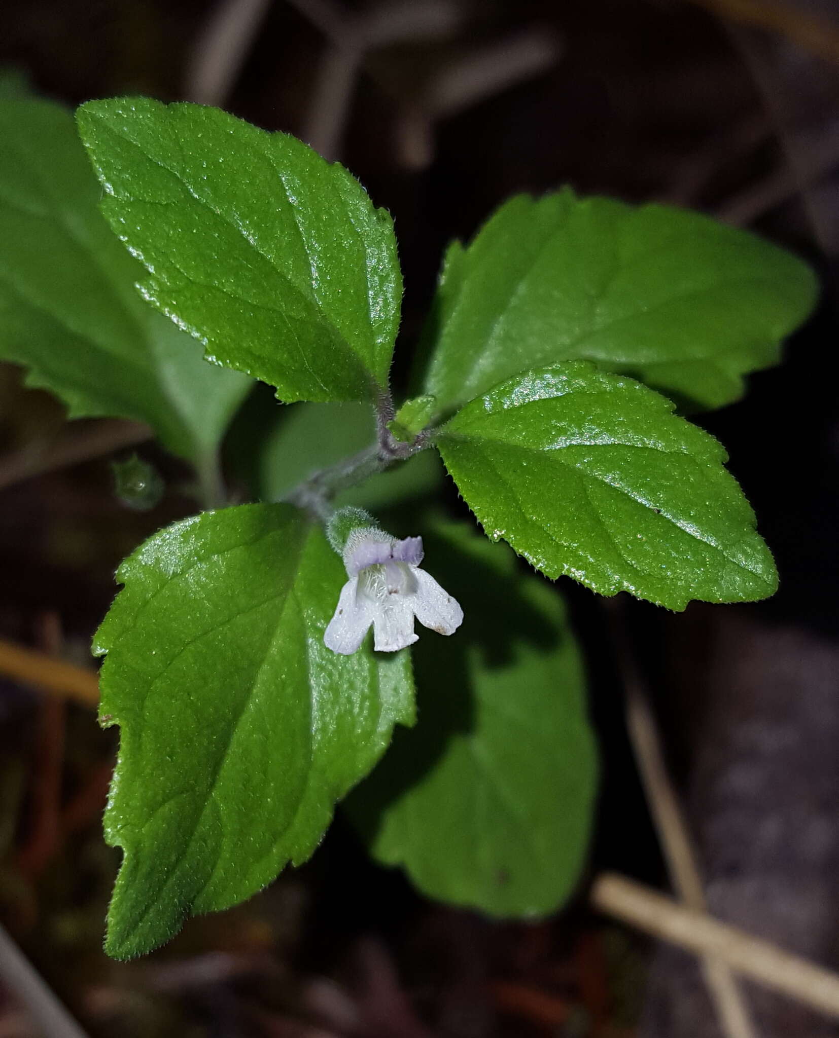 Plancia ëd Micromeria douglasii Benth.