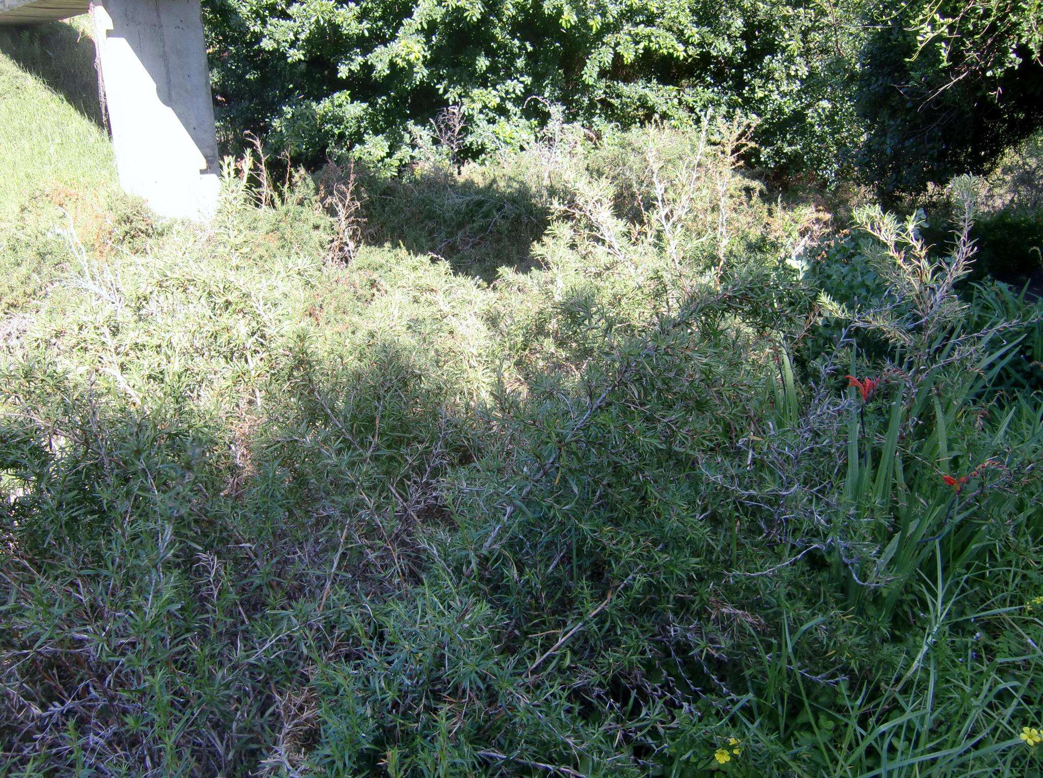 Image of Cliffortia longifolia (Eckl. & Zeyh.) Weim.