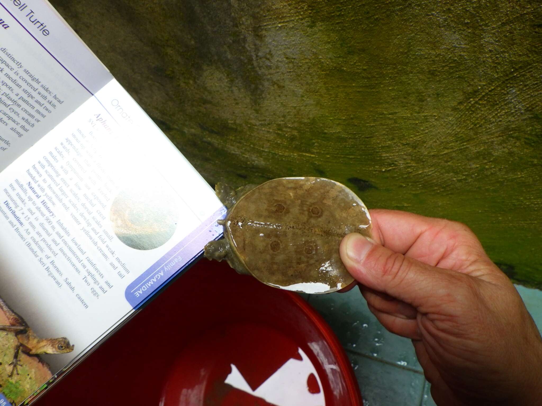 Image of Asiatic Softshell Turtle