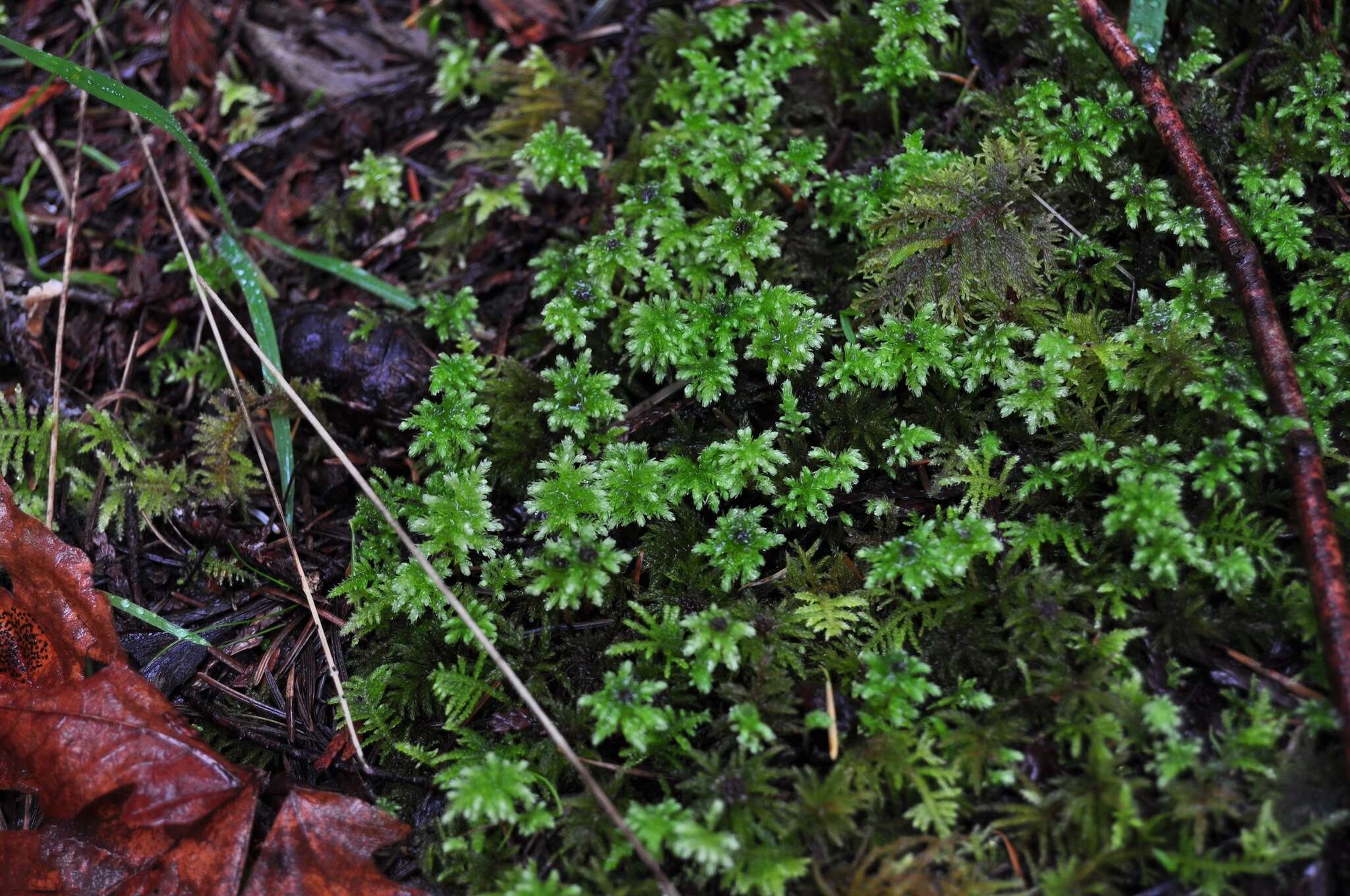 Image of leucolepis umbrella moss