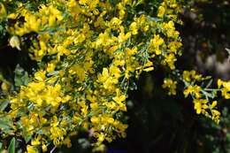 Image of Genista florida L.