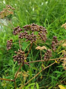 Image of spotted water hemlock