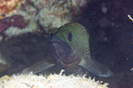 Image of Speckled-fin Rockcod